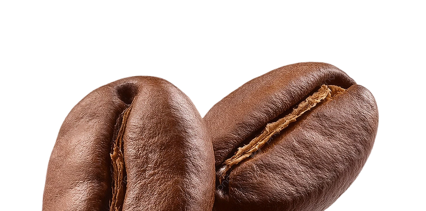 Roasted cocoa beans